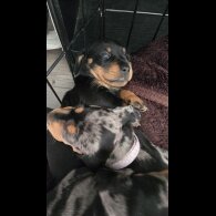 Dachshund (Smooth Haired) - Both