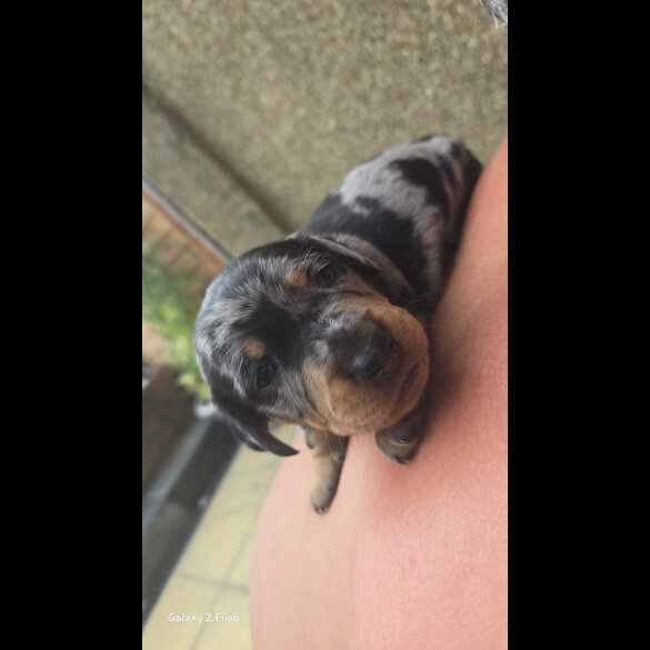 Dachshund (Smooth Haired) - Both