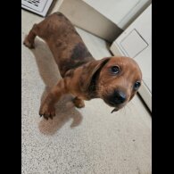 Dachshund (Smooth Haired) - Both