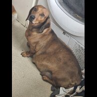 Dachshund (Smooth Haired) - Both