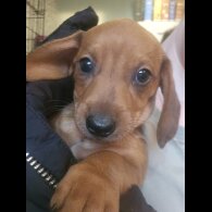 Dachshund (Smooth Haired) - Both