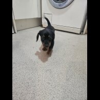 Dachshund (Smooth Haired) - Both