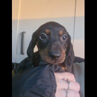 Dachshund (Smooth Haired) - Both