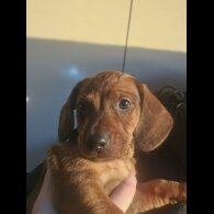 Dachshund (Smooth Haired) - Both