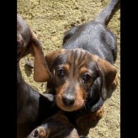 Dachshund (Smooth Haired) - Dogs