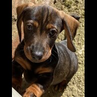 Dachshund (Smooth Haired) - Dogs