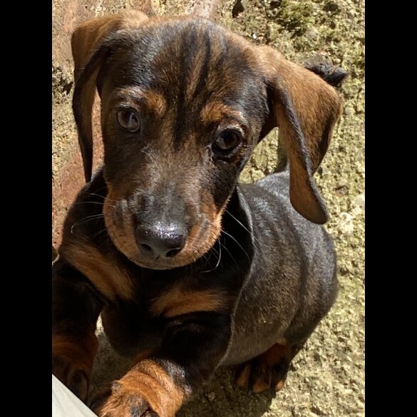 Dachshund (Smooth Haired) - Dogs