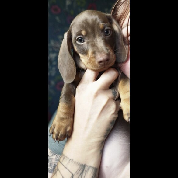 Dachshund (Smooth Haired) - Both
