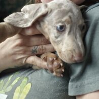 Dachshund (Smooth Haired) - Both