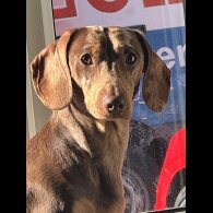 Dachshund (Smooth Haired) - Both