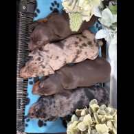 Dachshund (Smooth Haired) - Both