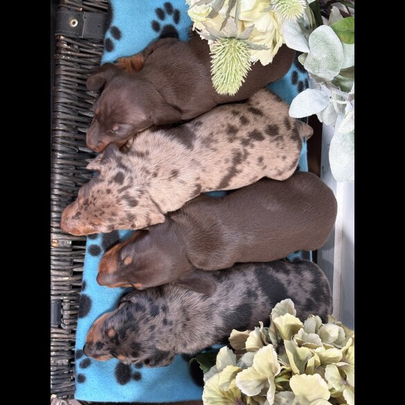 Dachshund (Smooth Haired) - Both