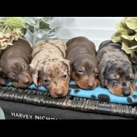 Dachshund (Smooth Haired) - Both