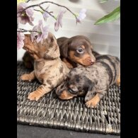 Dachshund (Smooth Haired) - Both