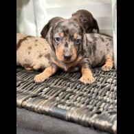 Dachshund (Smooth Haired) - Both