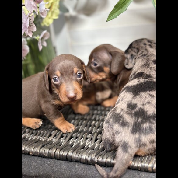Dachshund (Smooth Haired) - Both