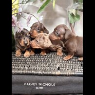 Dachshund (Smooth Haired) - Both