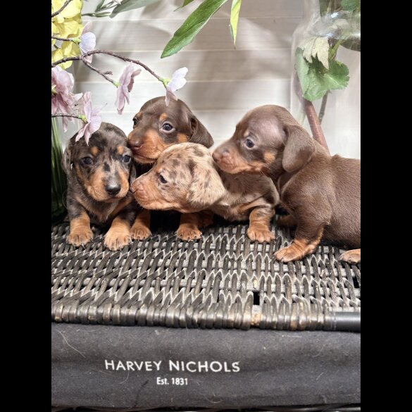 Dachshund (Smooth Haired) - Both