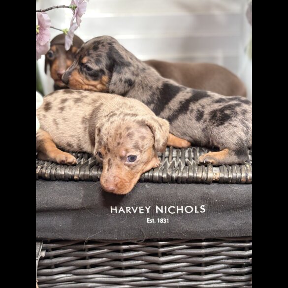 Dachshund (Smooth Haired) - Both