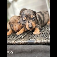 Dachshund (Smooth Haired) - Both