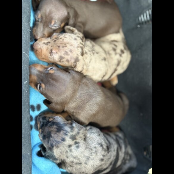 Dachshund (Smooth Haired) - Both