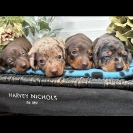 Dachshund (Smooth Haired) - Both