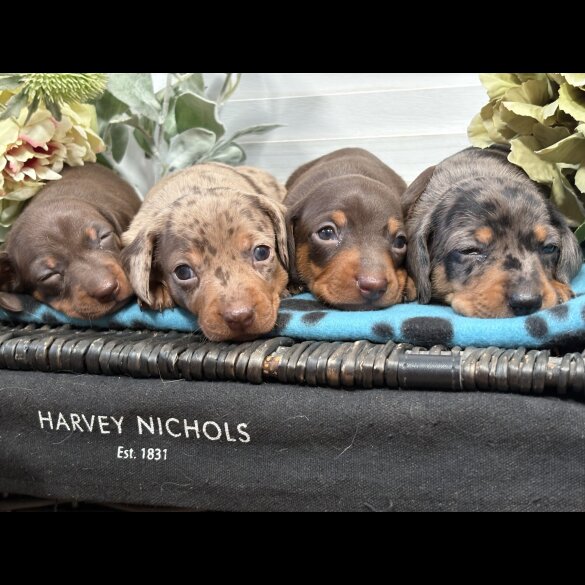 Dachshund (Smooth Haired) - Both