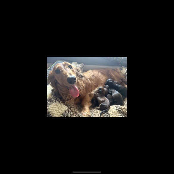 Dachshund (Miniature Long Haired) - Both