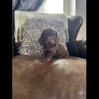 Dachshund (Smooth Haired) - Both
