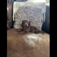 Dachshund (Smooth Haired) - Both