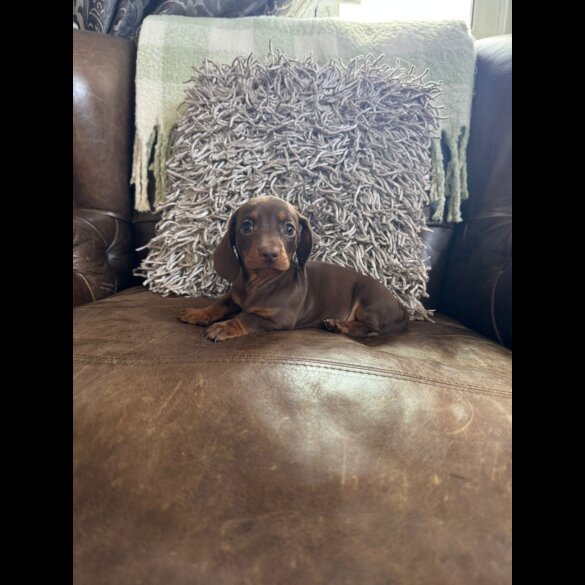 Dachshund (Smooth Haired) - Both