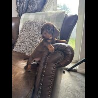 Dachshund (Smooth Haired) - Both