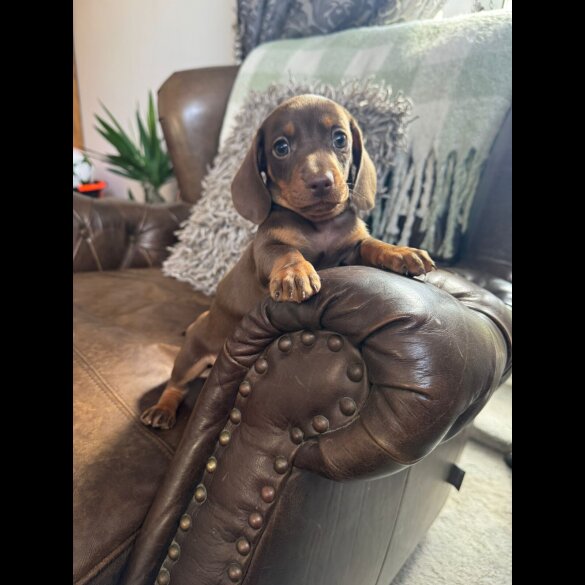 Dachshund (Smooth Haired) - Both