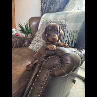 Dachshund (Smooth Haired) - Both