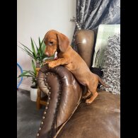 Dachshund (Smooth Haired) - Both