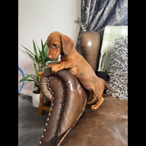 Dachshund (Smooth Haired) - Both