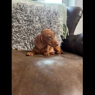 Dachshund (Smooth Haired) - Both