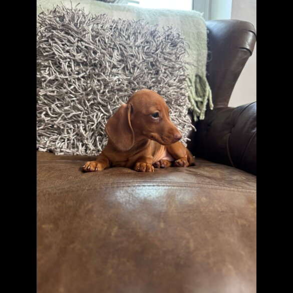 Dachshund (Smooth Haired) - Both