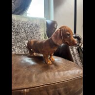 Dachshund (Smooth Haired) - Both