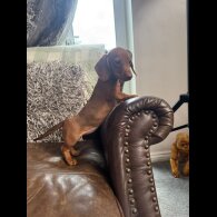 Dachshund (Smooth Haired) - Both