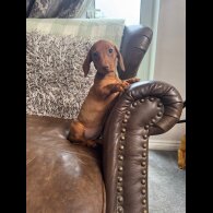 Dachshund (Smooth Haired) - Both