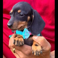 Dachshund (Smooth Haired) - Both