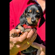Dachshund (Smooth Haired) - Both