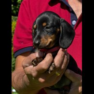 Dachshund (Smooth Haired) - Both