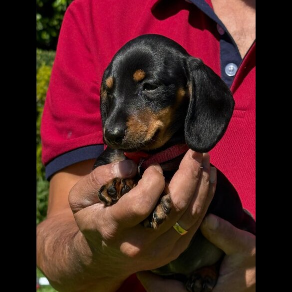 Dachshund (Smooth Haired) - Both
