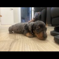 Dachshund (Smooth Haired) - Both