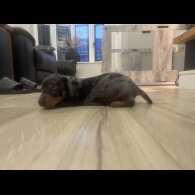 Dachshund (Smooth Haired) - Both