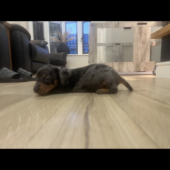 Dachshund (Smooth Haired) - Both