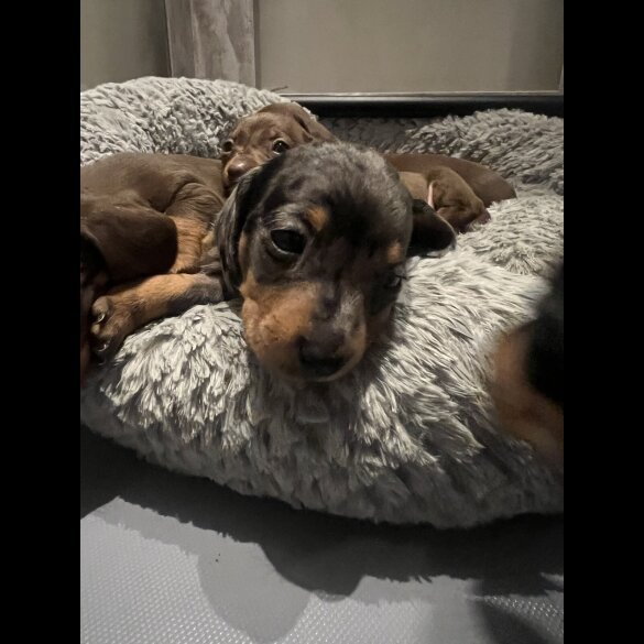 Dachshund (Smooth Haired) - Both