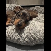 Dachshund (Smooth Haired) - Both